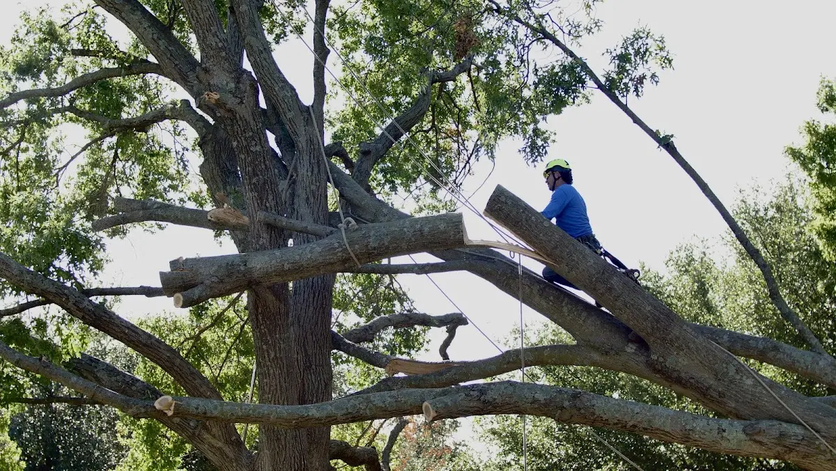 Professional Crown Thinning performed by certified arborists in Otterbein