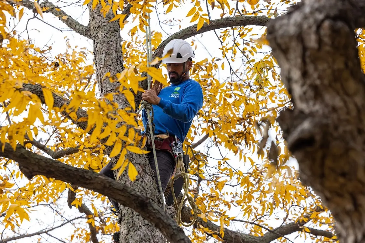 Skilled Tree Pruning crew working in Otterbein